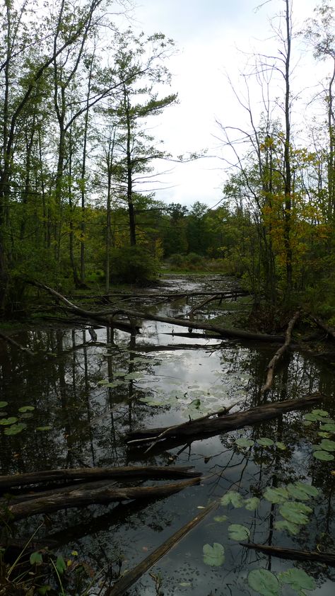 Upstate NY bog Bog Witch Aesthetic, Bog Aesthetic, Bog Witch, Halloween Diorama, Cranberry Bog, Traditional Witchcraft, Witchy Wallpaper, Visual Aesthetics, Upstate Ny