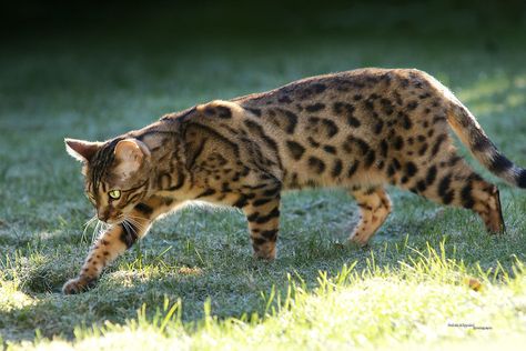 Bengal Cat in Garden | Nala prowling on frozen Grass Sony Al… | Flickr Cat Prowling, Cat In Garden, Brown Cats, Asian Leopard Cat, Egyptian Mau, Warriors Art, Leopard Cat, Cat Reference, Warrior Cats Art