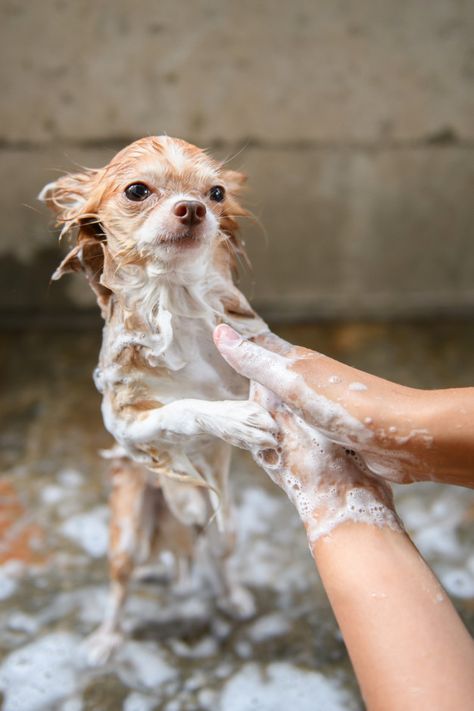 A dog taking a shower with soap and wate... | Premium Photo #Freepik #photo #water Photo Water, Top Dog Breeds, Grooming Business, Dog Grooming Business, Dog List, Indoor Pets, Dog Wash, Animal Magic, Yorkie Dogs