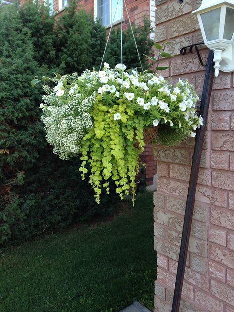 White and green hanging basket for the full sun. Trailing allysum has an amazing fragrance White Hanging Baskets Flowers, White And Green Hanging Baskets, Hanging Basket Full Sun, Hanging Basket Ideas Outdoor Full Sun, White Flower Hanging Baskets, White Hanging Baskets, Outdoor Hanging Plants Full Sun, Creeping Jenny Hanging Basket, Full Sun Hanging Baskets