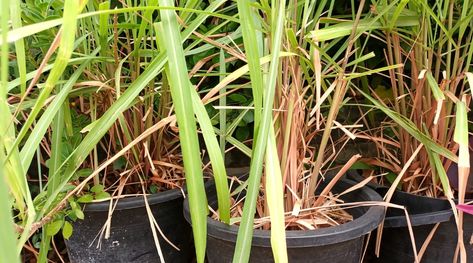 How to Grow Lemongrass From Seed Grow Lemongrass, How To Grow, Lemon Grass, To Grow, Seeds