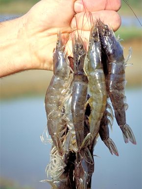 The Alabama shrimp farming industry, centered in west-central Greene County, began in 1999. As of 2007, the state had four active producers with a total of 25 ponds spread over 75 acres. Total production in Alabama has recently been around 350,000 pounds, with sales of live shrimp totaling more than $1 million. The farming of marine or saltwater shrimp, specifically Pacific white shrimp (Litopenaeus vannamei), is a form of aquaculture, which is defined as the farming and Alabama ... Shrimp Photography, Prawn Farming At Home, Grow Plants In Water, Freshwater Prawn Farming, Tilapia Farming, Live Shrimp, Tilapia Fish Farming, Fluffy Shrimp Species, White Shrimp