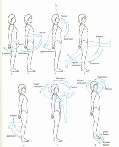 Movement in the sagital plane about the frontal axis Types Of Injuries, Body Muscle Anatomy, Nursing Assessment, Therapeutic Yoga, Yoga Anatomy, Human Body Anatomy, Muscle Anatomy, Human Anatomy And Physiology, Medical Anatomy