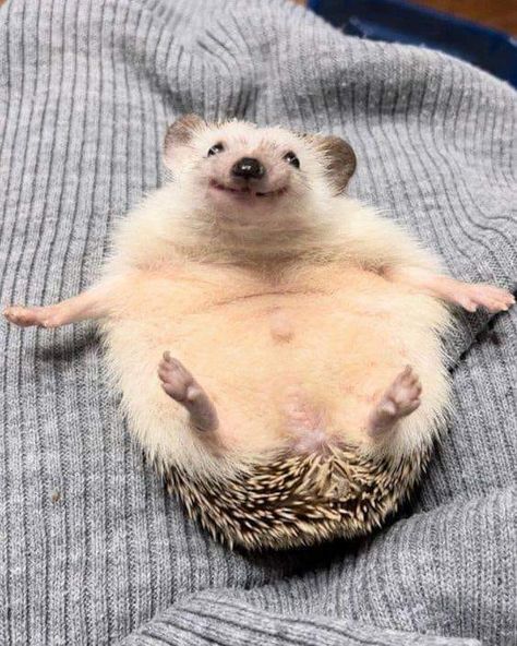 Hedgehog Smiling, Silly Hedgehog, Hedgehog Cute, Funny Hedgehog, Hedgehog Pet, Baby Hedgehog, Cute Small Animals, A Hedgehog, Funny Animal Photos