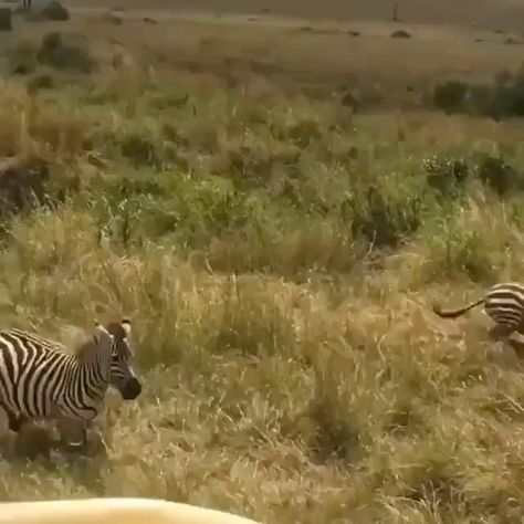 Waow Wild® on Instagram: “Hunting Time For Lioness 📸🤫... • • WAOW WİLD® 🦁🐯🐆🐅🦒🐊 BİG Wild Nature Gallery. FOLLOW: @waowwild ❗️❗️ HASHTAG: #waowwild ❗️❗️ FOLLOW FOR…” Safari Video, Lake Nakuru, Amazing Animal Pictures, Kenya Safari, Tanzania Safari, Masai Mara, African Wildlife, Wild Nature, Animals Of The World