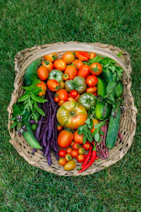 Grow Your Vitamins - 20 Most Nutrient Dense Veggies to Grow in Your Garden Vegetable Harvest Basket, Harvest Basket Ideas, Dream Garden Vegetable, Sprout Marketing, Veggies To Grow, Ceramics Sculptures, Farm Hacks, Vegetable Harvest, Popular Photo