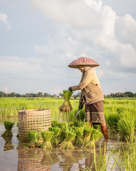 Photograph Farmer working by Noy Saylakham on 500px Laos Country, Farmer Working, Field Drawing, Rice Farming, Farmer Painting, Agriculture Photography, Supernatural Cartoon, Rice Paddy, Rice Field