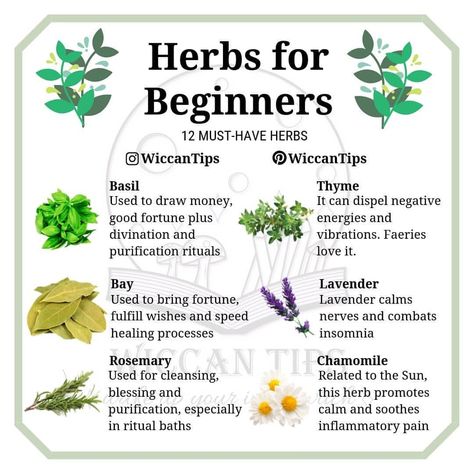 Which herb is a must-have for you? Don't take this list very seriously, it is okay if you don't have/don't want to have some of these… Herbs For Beginners, Witchcraft Herbs, Magickal Herbs, Witch Herbs, Green Witchcraft, Magia Das Ervas, It Is Okay, Witch Garden, Magic Herbs