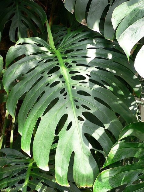 Plants Names, Rainforest Plants, Swiss Cheese Plant, Cheese Plant, Easy Plants, Monstera Deliciosa, Tropical Rainforest, Swiss Cheese, Tropical Leaves