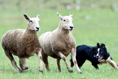 sheep dog herding, ireland, county kerry Sheep Herding Dogs, Dog Herding Sheep, Dog Herding, Border Collie Herding, Plague Dogs, Sheep Herding, Rising Aesthetic, Alevel Art, Gsp Dogs