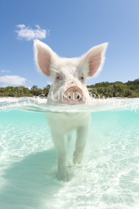 HOG HEAVEN Pig Island, Swimming Pigs, Hog Heaven, Cute Pigs, Appaloosa, The Bahamas, Quarter Horse, Bahamas, Beautiful Creatures