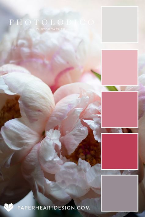 Photo by photolodico. It is a close up of a white and pink peony flower in bloom with a color palette overlay showing shades of pink and gray. February Colour Palette, Peony Color Palette, Peony Palette, February Color Palette, Seeds Color Palette, February Colors, Interior Design Branding, Peony Colors, Seeds Color