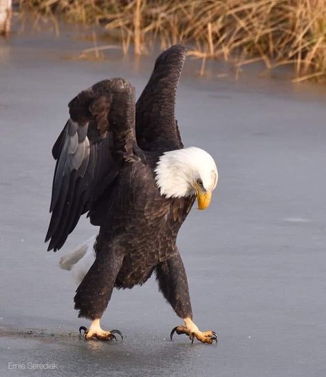 Blue sign on Twitter: "BALD EAGLE Photo by Ernie Serediak in Kelowna, BC, Canada. November 2020.… " Kelowna Bc, An Eagle, Bald Eagle, Water, Instagram