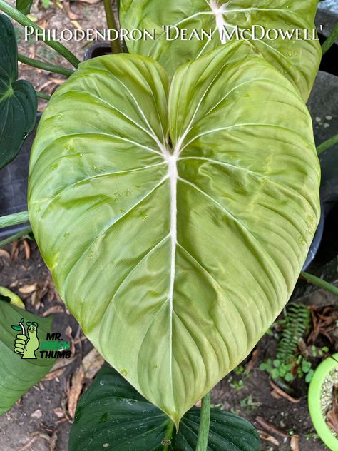 Philodendron Dean Mcdowell, Plant Wishlist, Airbnb Promotion, Garden Mini, Urban Jungle, Tropical Plants, Dean, Plant Leaves, Landscaping