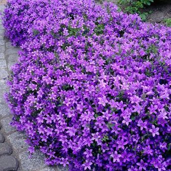 Si necesitas una planta cubresuelos para tu jardín te interesa echar un vistazo a esta selección de 18 plantas cubresuelos con flor que traemos hoy. Son plantas que cubren muy bien el suelo ya al m… Purple Perennials Landscapes, Hardy Flowers For Full Sun, Purple Ground Cover Plants, Zone 7b Landscaping, Easy Flower Beds In Front Of House, Purple Annual Flowers, Flower Bed Ideas In Front Of House, Perineal Flowers, Flower Pairings