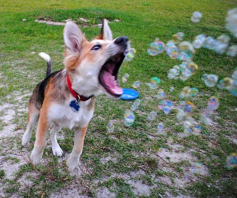 Flavored Edible Bubbles For Dogs Dog Bubbles Recipe, Edible Bubbles, Dog Bubbles, Popping Bubbles, Bubble Fun, Rare Dog Breeds, Best Dogs For Families, Healthy Dog Treats Homemade, Jump For Joy