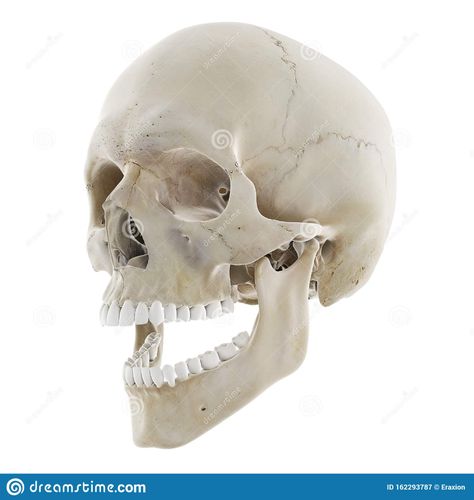 Open Jaw Skull, The Skull, Cool Stickers, Drawing Reference, Stock Illustration, Bones, Sketch Book, Drawings, Art