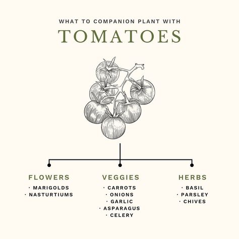 🌿 Companion Planting 101! One of the most common questions I get asked is what is companion planting, and what should I plant beside each other? Companion planting is really quite simple. It’s exactly what it’s name says – planting various types plants that are beneficial to one another together! One of the most commonly known companion planting combinations is tomatoes & basil, but there’s so much more that can be planted with tomatoes including chives, carrots and even marigolds! 🍅 In thi... Produce Garden, Planting Combinations, Herb Life, Garden Companion Planting, Small Vegetable Gardens, Garden Inspo, Outdoor Designs, Garden Vegetables, Plant Hacks