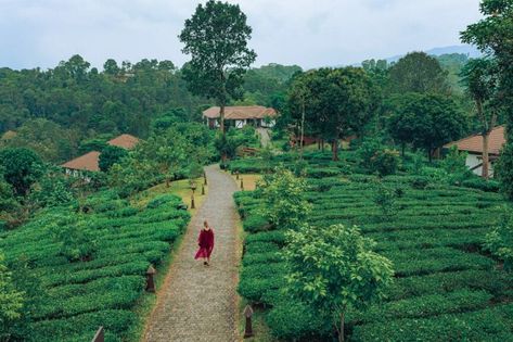 6 BEST Ayurveda Resorts in Kerala for a Rejuvenating Retreat Body Purification, Kerala Ayurveda, Ayurvedic Spa, Yoga Shala, Kovalam, Ayurvedic Healing, Spiritual Retreat, Body Treatments, Infinity Pool