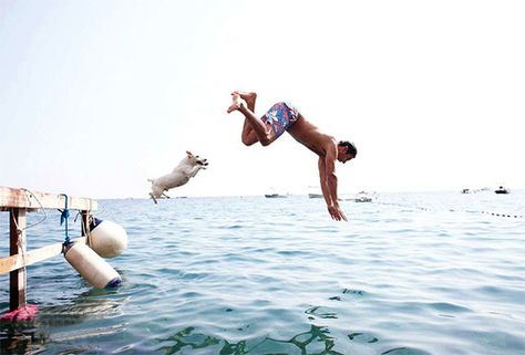 Men And Their Dogs Diving Into Water, Chien Jack Russel, Jumping Jack, Jack Russell Dogs, Jack Russells, Dog Top, Summer Dog, Jack Russell Terrier, Happy Thursday