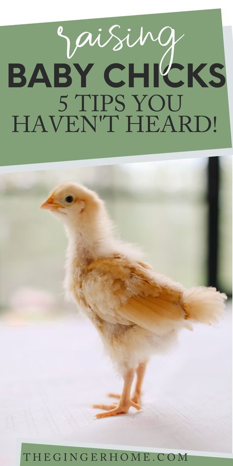 Raising Baby Chicks, Raising Turkeys, Baby Chicks Raising, Chicken Flock, Raising Chicks, Day Old Chicks, Baby Chicken, Backyard Chicken Farming, Chicken Health