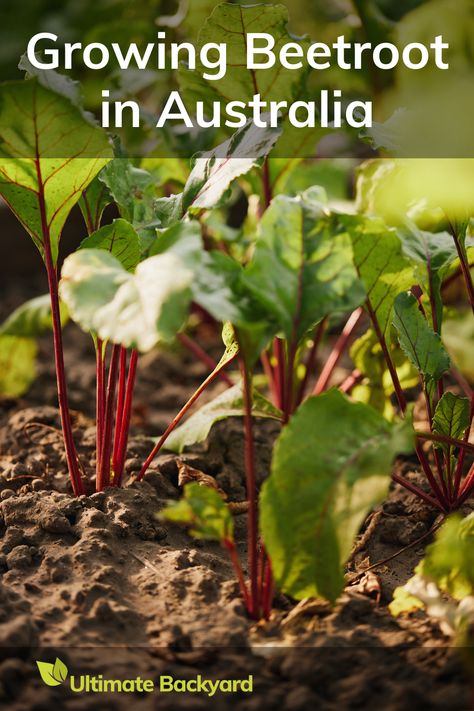 Thinking about growing beetroot in Australia? This guide has got you covered. Learn how to prepare your soil, when to plant based on your climate, and how to care for your beetroot plants. Whether you're in Melbourne or Queensland, find out how to grow this nutritious and delicious vegetable. Beetroot is easy to grow and takes just 2 to 3 months from planting to harvest. Ready to enjoy the sweet taste of homegrown beetroot? How To Grow Beetroot, Growing Beetroot, Growing Beets, Ultimate Backyard, When To Plant, Gardening Vegetables, Attracting Beneficial Insects, Beet Greens, Delicious Vegetables