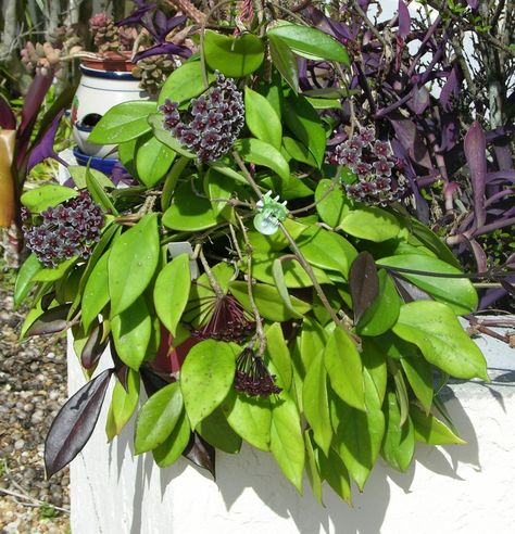 Hoyas Plant, Hoya Carnosa, Hubba Hubba, Black Garden, Leaf Flower, Red Button, Leaf Flowers, Tropical Plants, Green Thumb