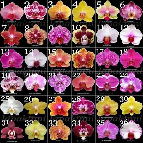 Orchids in Hawaii | Greener on the Inside Orchids Painting, Types Of Orchids, Cattleya Orchid, Beautiful Orchids, Garden Items, Big Flowers, Orchid Flower, Tea Shop, Flower Beauty