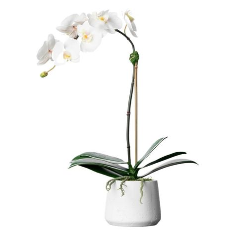 21'' H X 10'' W X 10'' D Orchid Floral Arrangements, Orchid In Vase, Drawing Bathroom, Silk Orchids Arrangements, Orchid Vase, Silk Orchids, Mom Tattoo, Orchid Plant, Artificial Orchids