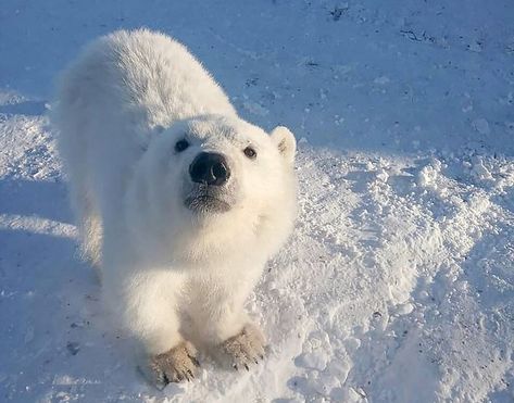 Orphaned Polar Bear That Loved to Hug Arctic Workers Gets New Life Gold Miners, Bear Cub, The Shift, Polar Bear, A Dog