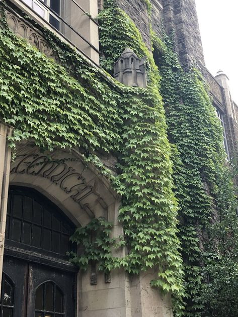 ivy on an old building (slay) Ivy Plants, Old Building, Old Buildings, Ivy, Building, Plants