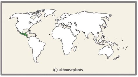 'Queen of the Night Cacti' Care Guide Oxalis Triangularis, Oncidium Orchids, Nerve Plant, Lipstick Plant, Root Rot, Moth Orchid, Ficus Lyrata, Exotic Orchids, Iron Plant