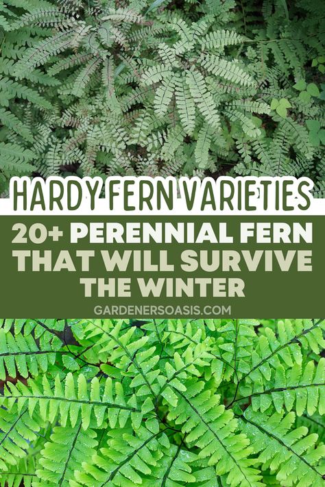 Hardy Fern Varieties (20+ Perennial Ferns That Will Survive The Winter) | Gardening Fern Companion Plants, Landscaping With Ferns, Perennial Ferns, Types Of Fern Plants, Fern Landscaping, Ferns Plant, Tall Perennials, Fern Varieties, Shade Flowers Perennial