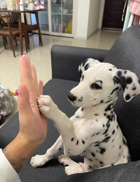 Dalmation Aesthetic, Dalmatian Aesthetic, Cute Dog Breeds, Wholesome Dog, Dalmatian Puppy, Dalmatian Dog, Dalmatian Dogs, Pretty Animals, Cute Animal Photos