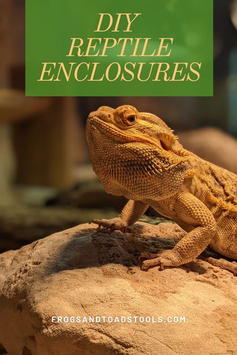 Our reptilian friends need a comfortable space, but those can be pricey. Try building your own DIY reptile enclosure instead. Diy Reptile Enclosure, Diy Reptile, Reptile Hide, Reptile Care, Feeling At Home, Old Bookcase, Diy Cat Toys, Reptile Habitat, Reptile Enclosure