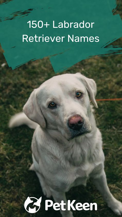 Lab Puppy Names, Puppy Names Female, Male Dog Names List, Labrador Retriever Names, Male Dog Names Unique, Puppy Names Unique, Boy Puppy Names, Puppies Names Female, English Lab Puppies