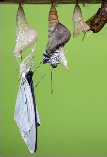 Moth Coming Out Of Cocoon, Biophilic Sculpture, Butterfly From Cocoon, Cocoon Art, Moth Life Cycle, Moth Cocoon, Butterfly Cocoon, Butterfly Chrysalis, Dragonfly Photos