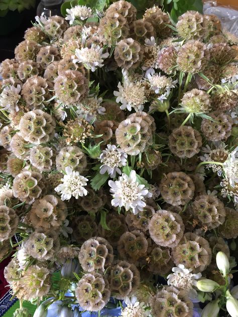 Scabiosa pods Scabiosa Pods, Table Pieces, March 5th, Beautiful Flowers Photography, Blue Wedding Flowers, Cut Flower Garden, October 23, Garden Bed, Flower Farm