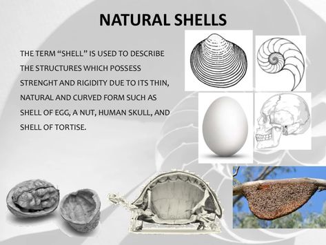 Shell Design Concept Architecture, Seashell Concept Interior Design, Shell Structure Model, Shell Structure Architecture, Shell Architecture, Shell Building, Types Of Shells, Floating Architecture, Shell Structure