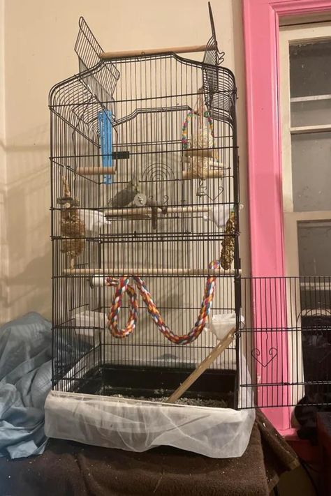 Discover unique cage setup ideas to enhance your parakeet's living space! From themed setups to space-saving solutions, find inspiration to create a cozy retreat that meets your bird's needs and preferences. 🌈🐦 #ParakeetHabitat #BirdOwners Parakeet Setup, Conure Cage, English Budgie, Flight Cage, Bird Cage Stand, Parakeet Cage, Small Villa, Large Bird Cages, Parrot Cage