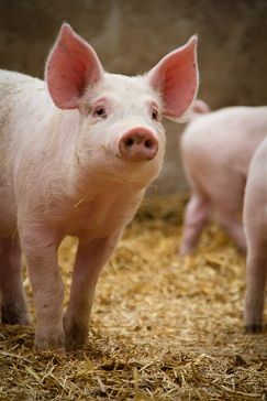 On The Farm | Animal Welfare Institute Farm Animals Pictures, Magical Beings, Small Pigs, Farm Sanctuary, Sheep Art, Pig Farming, Live Animals, Baby Pigs