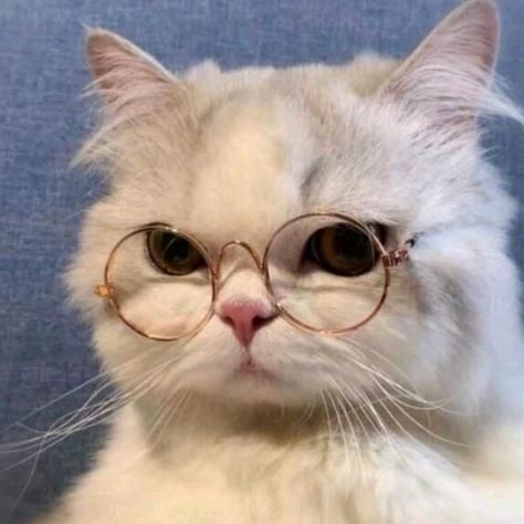 Cat With Glasses Pfp, Funny Cat Aesthetic, Text Replies, Pfp Cats, Dog Cat Pictures, Cats Toys, Happy Kitty, Aesthetic Cats, Meme Cat