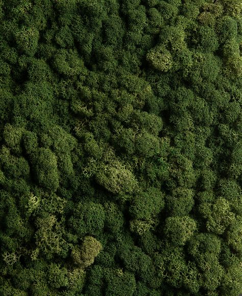 Green Living Aesthetic, Green Moss Wall, Texture Close Up, Moss Green Aesthetic Wallpaper, Moss Close Up, Green Texture Architecture, Natural Texture Inspiration, Moss On Wall, Mos Wall