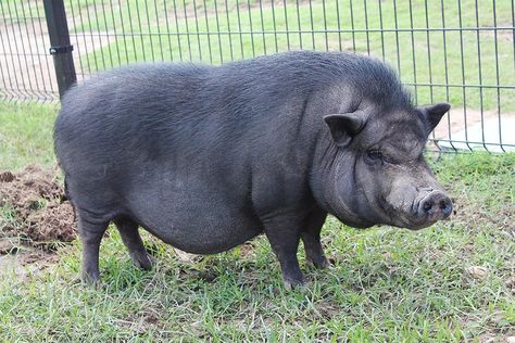 Large Black Pig, Pot Bellied Pig, Brave Animals, Pig Images, Pig Breeds, Pot Belly Pigs, Dj Images Hd, Dj Images, Noah S Ark