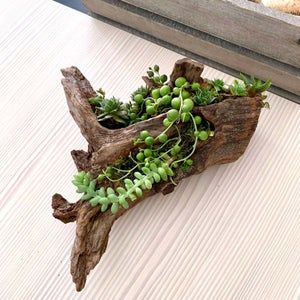 Driftwood Planters, Wood Succulent Planter, Front Yard Landscaping Pictures, Succulent Planter Diy, Landscaping Florida, Florida Landscaping, Front Yard Landscaping Diy, Planter Project, Succulent Garden Design