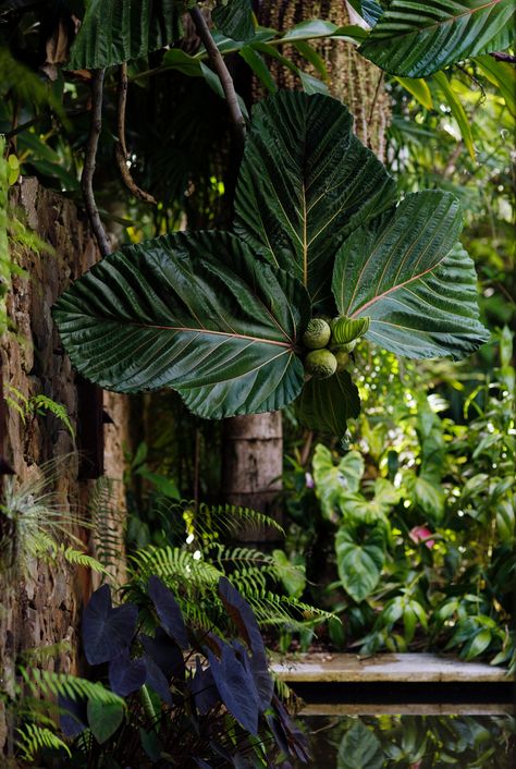 A lush tropical garden in Byron Bay Bedroom Plant Ideas, Garden Design Tropical, Florida Farm, Tropical Farm, Tropical Gardening, Tropical Core, Farm Dream, Dream Garden Backyards, Design Garden Ideas