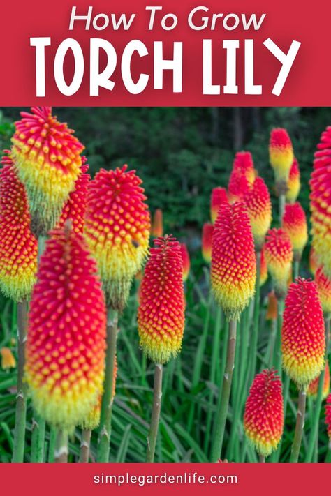 How to grow torch lily by simplegardenlife.com Deer Resistant Shade Plants, Torch Lily, Hero Archetype, Red Hot Poker, Deer Resistant Flowers, Deer Resistant Garden, Lily Seeds, Deer Resistant Perennials, Drought Tolerant Perennials