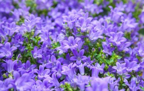 Campanula Campanula Portenschlagiana, Rockery Garden, Sedum Plant, Rabbit Garden, Rock Garden Plants, Rock Garden Design, The Letter B, Alpine Plants, Ground Cover Plants