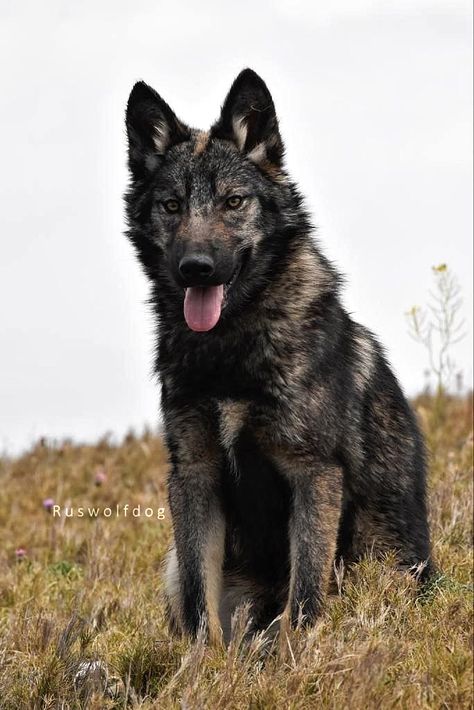 ~60-70% wolf, samoyed, malamute and working German shepherd (GOLTTVIZEN HOF JOSHI / JUCAN VON PEROH). Lives in Spain. German Shepherd Wolf Hybrid, Dog Hybrid, Wolfdog Hybrid, Wolf Oc, Czechoslovakian Wolfdog, Wolf Dogs, Wolf Colors, Therian Stuff, Wolf Hybrid