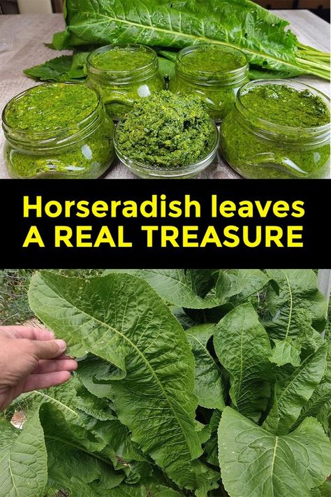 It grows everywhere, but most people don't know the power of this plant... How To Grow Horseradish Root, Horseradish Dishes, Horseradish Leaves, Forest Recipes, Edible Greens, Horseradish Plant, Medicinal Wild Plants, Herbal Medicine Recipes, Wild Food Foraging